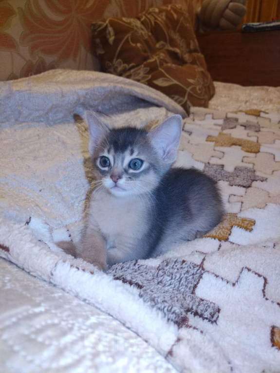 Кошки в Щелково: Абиссинские котята голубого окраса Мальчик, 22 900 руб. - фото 8