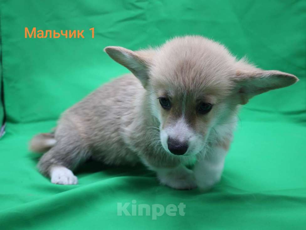 Собаки в Москве: Щенки вельш корги пемброк  Мальчик, 35 000 руб. - фото 1