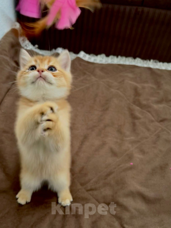 Кошки в Новосибирске: Шотландский прямоухий котик Мальчик, 40 000 руб. - фото 8
