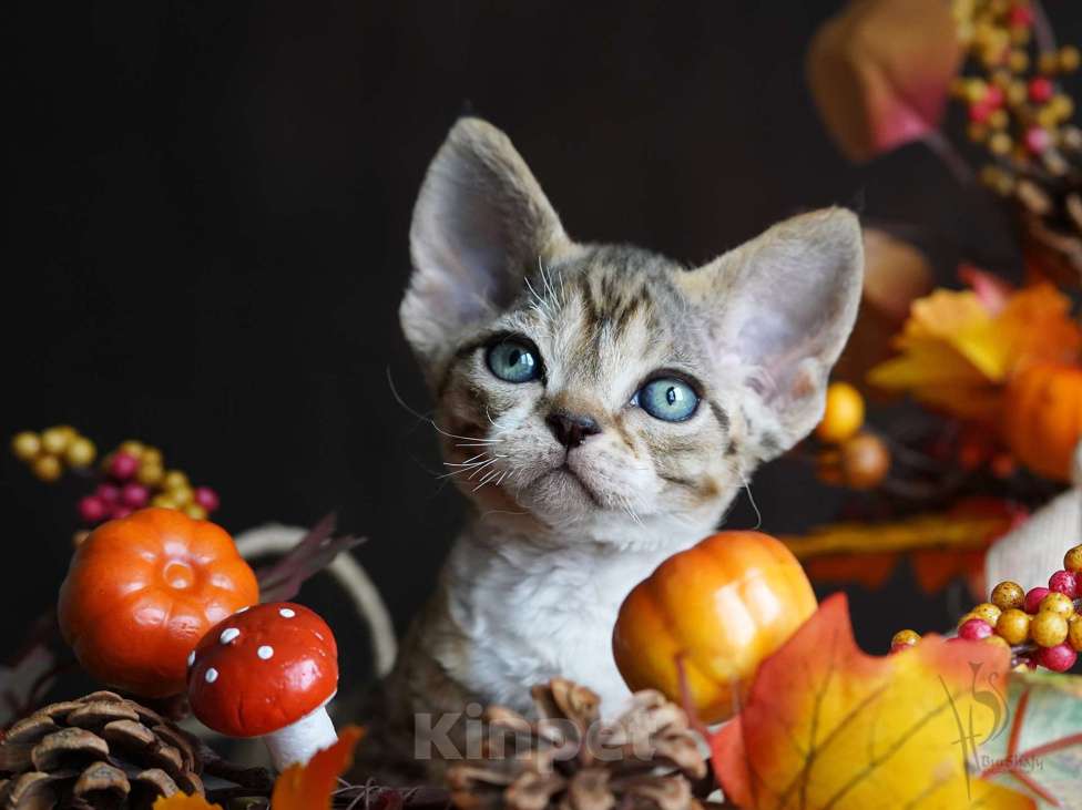 Кошки в Москве: Девон-рекс мальчик Мальчик, 60 000 руб. - фото 1