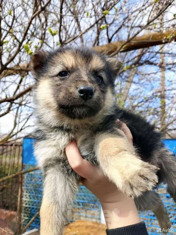 Собаки в Краснодаре: Продаются щенки, папа, немец, мама хаска. Девочка, 3 000 руб. - фото 3