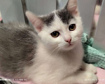 Кошки в Москве: Котёнок мальчик 2. 5 мес от сибирский домашней кошки Мальчик, 1 000 руб. - фото 1