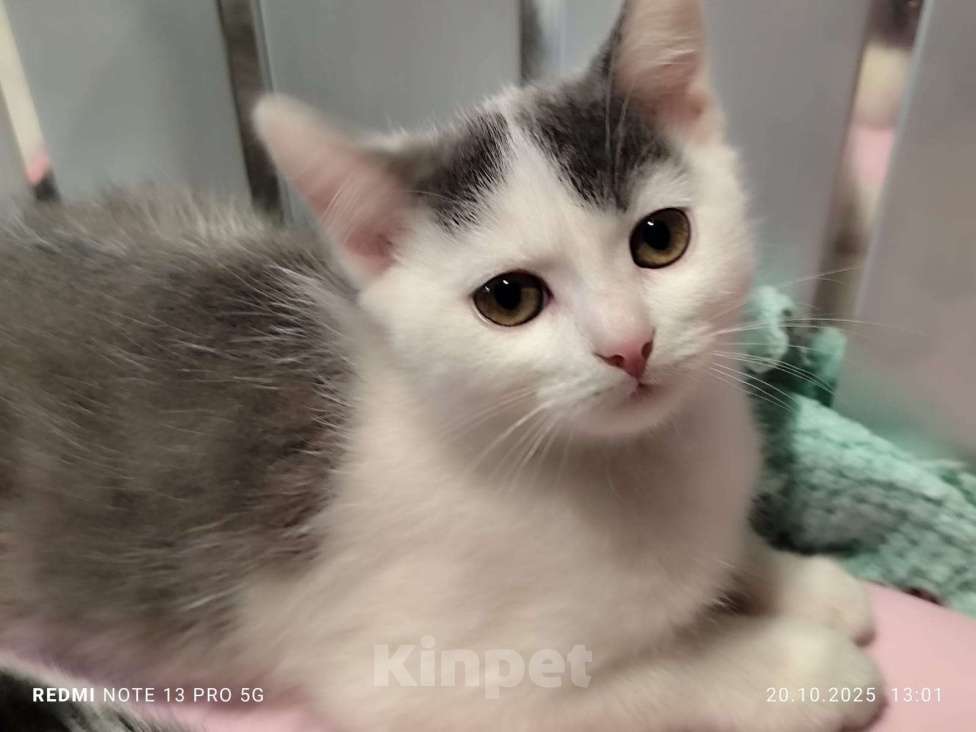 Кошки в Москве: Котёнок мальчик 2. 5 мес от сибирский домашней кошки Мальчик, 1 000 руб. - фото 1