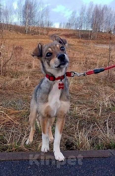 Собаки в Санкт-Петербурге: Собачка размером с кошечку ищет дом Девочка, Бесплатно - фото 6