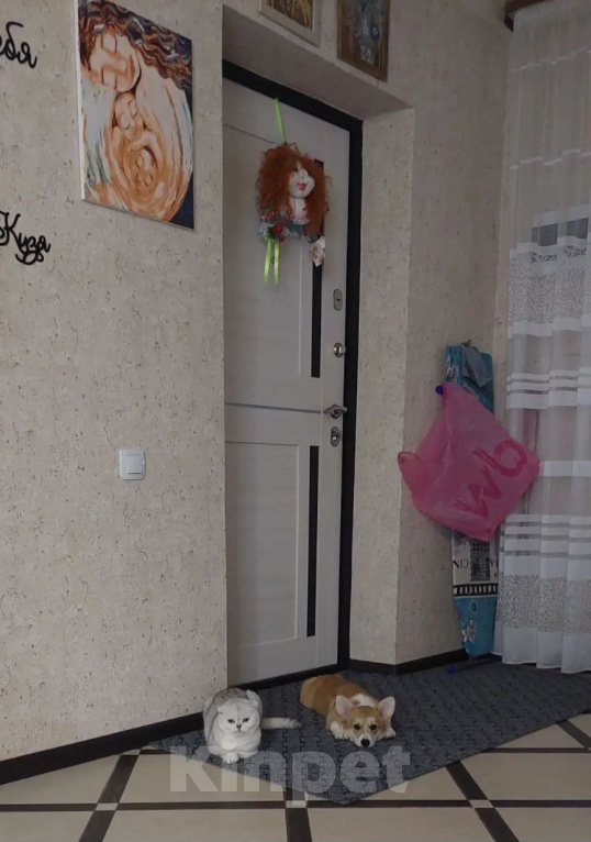 Собаки в Москве: Коржик девочка Мия Девочка, 35 000 руб. - фото 8