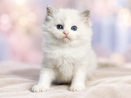 Рэгдолл котенок мальчик