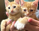 Кошки в Санкт-Петербурге: Котята-Солнышки в добрые руки Мальчик, Бесплатно - фото 1