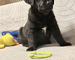 Собаки в других городах Московской области: Черный щенок лабрадора Девочка, 80 000 руб. - фото 2
