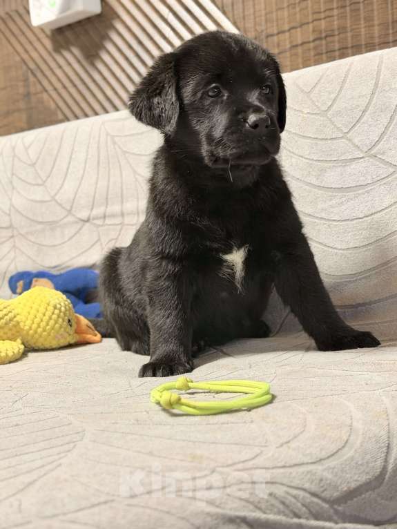 Собаки в других городах Московской области: Черный щенок лабрадора Девочка, 80 000 руб. - фото 2