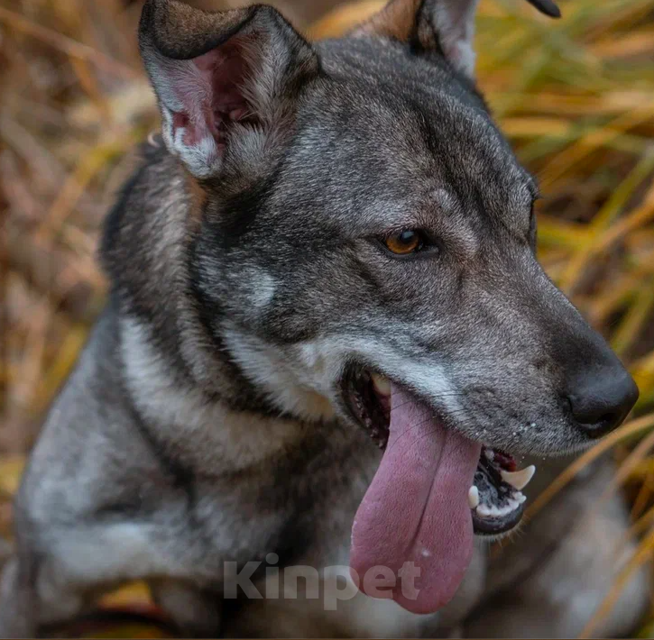 Собаки в Москве: Ракша Девочка, Бесплатно - фото 4