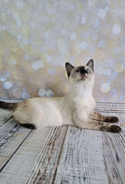 Кошки в Москве: Голубоглазый котёнок в добрые руки  Девочка, Бесплатно - фото 10