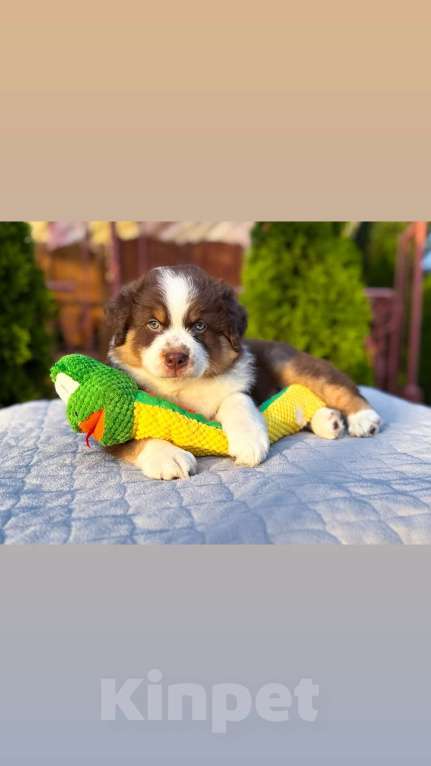 Собаки в Москве: Медвежонок мальчик Аусси Мальчик, Бесплатно - фото 2