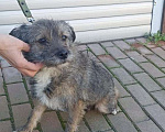 Собаки в Краснодаре:  Ищу своего жадину который не отдаст меня ни кому  Девочка, 1 руб. - фото 3