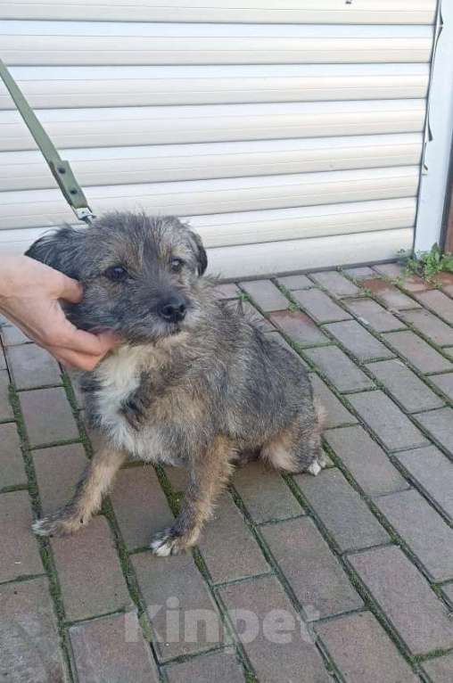 Собаки в Краснодаре:  Ищу своего жадину который не отдаст меня ни кому  Девочка, 1 руб. - фото 3