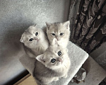 Кошки в Москве: Шотландские котята эксклюзивных окрасов Разнополые, 37 000 руб. - фото 7