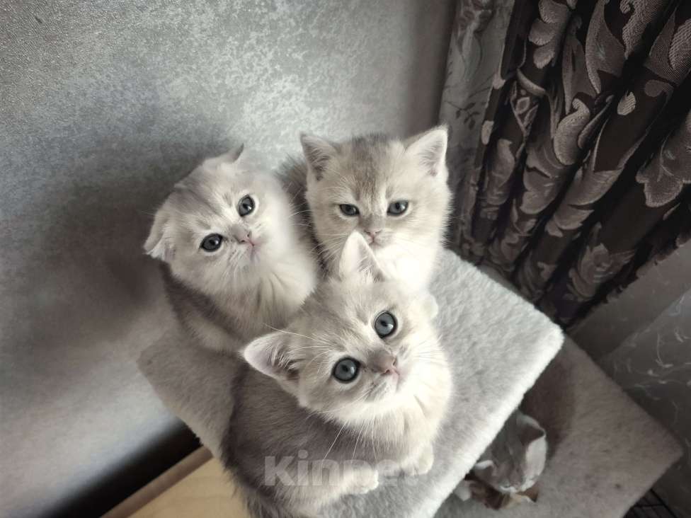 Кошки в Москве: Шотландские котята эксклюзивных окрасов Разнополые, 37 000 руб. - фото 7