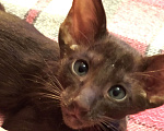 Кошки в Санкт-Петербурге: Ориентальные котёнок котик коричневый Мальчик, 35 000 руб. - фото 2