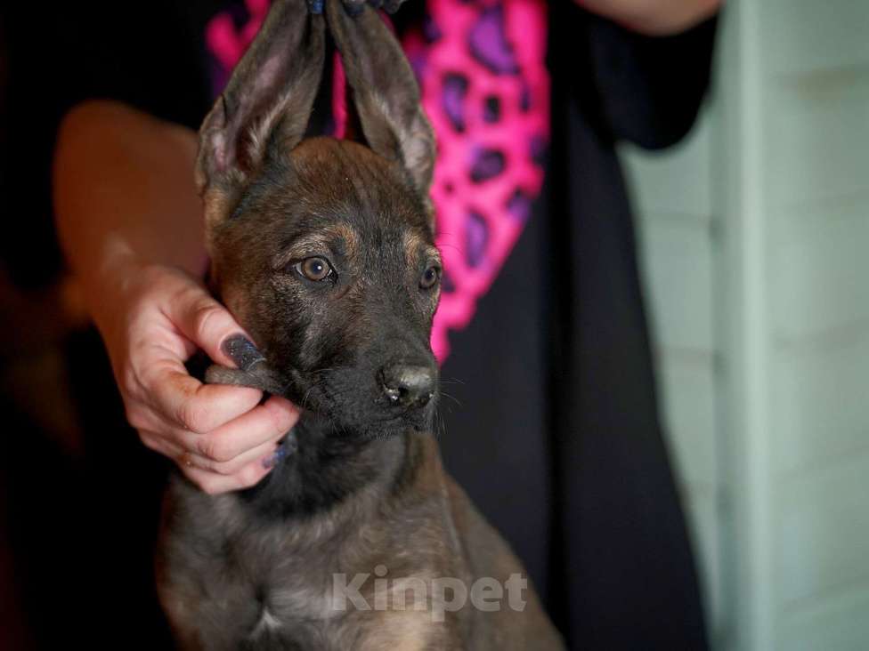 Собаки в Александрове: Мальчик Ксолоитцкуинтли в шерсти  Мальчик, 5 000 руб. - фото 1