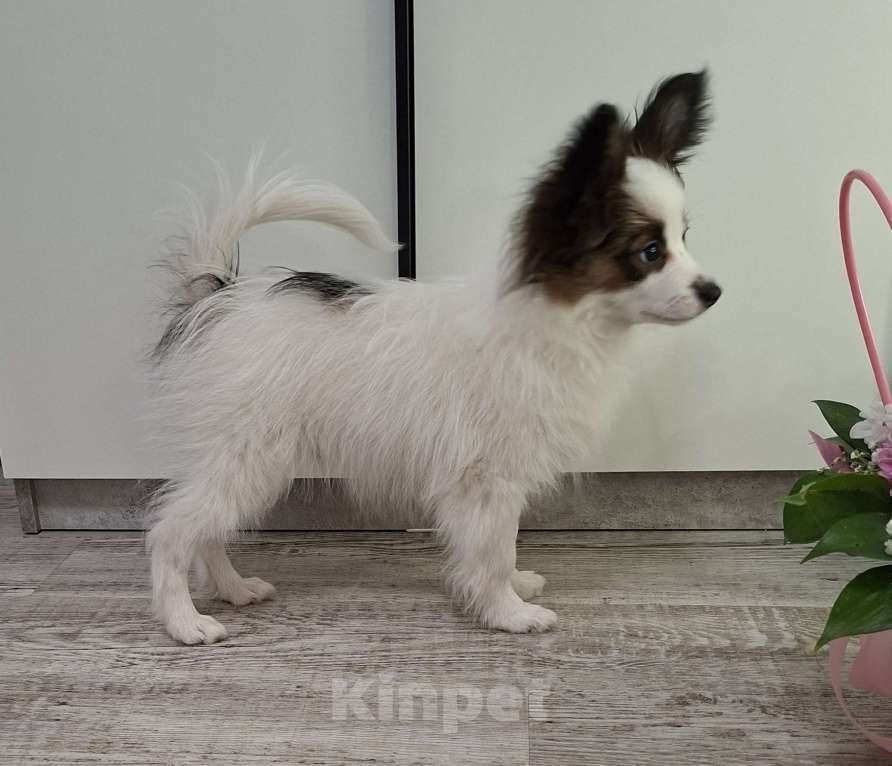 Собаки в Оренбурге: щенки папийона Мальчик, 50 000 руб. - фото 3