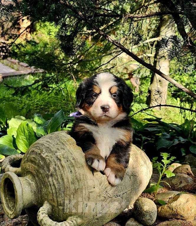 Собаки в других городах Московской области: Питомник "Зенненхунд России" предлагает щенков Девочка, 150 000 руб. - фото 4