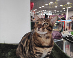 Кошки в Серпухове: Продажа бенгальского котенка Мальчик, 50 000 руб. - фото 1