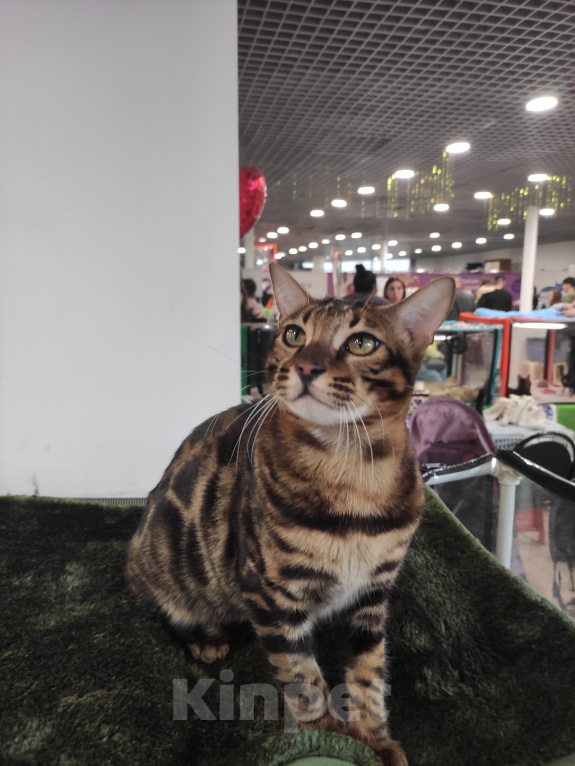 Кошки в Серпухове: Продажа бенгальского котенка Мальчик, 50 000 руб. - фото 1