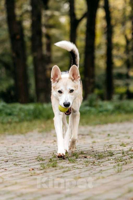 Собаки в Москве: Марко - мальчик, который смог 🧙 Мальчик, Бесплатно - фото 4