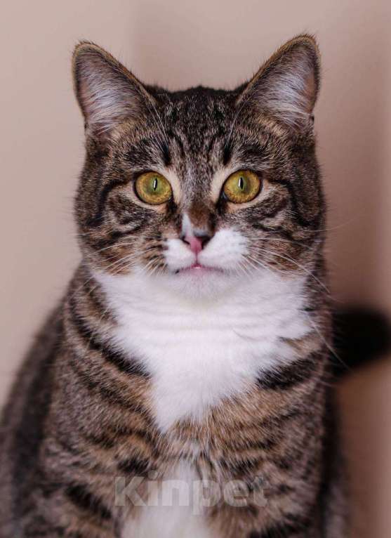 Кошки в Москве: кот Носик и кошка Вита ищут дом Мальчик, Бесплатно - фото 2