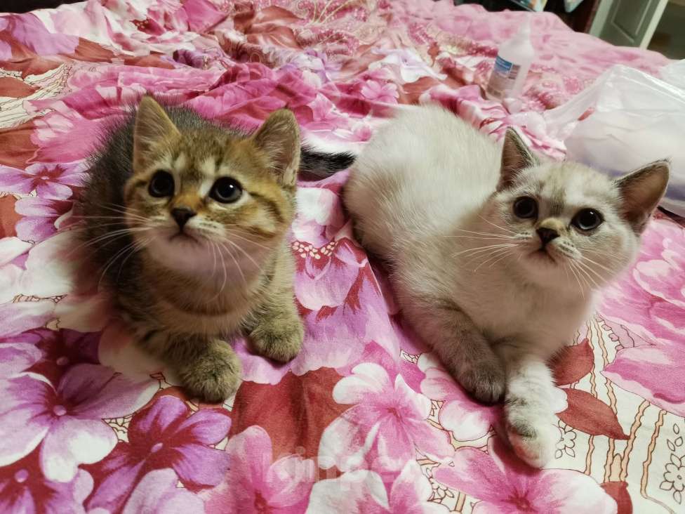 Кошки в Москве: Британская и Шотландская котята  Девочка, 12 000 руб. - фото 3