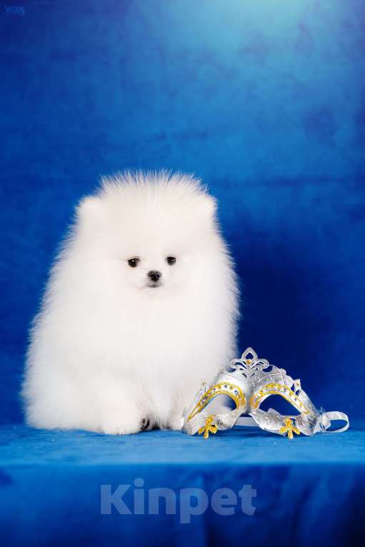 Собаки в Москве: мальчик бело кремовый Мальчик, 95 000 руб. - фото 4