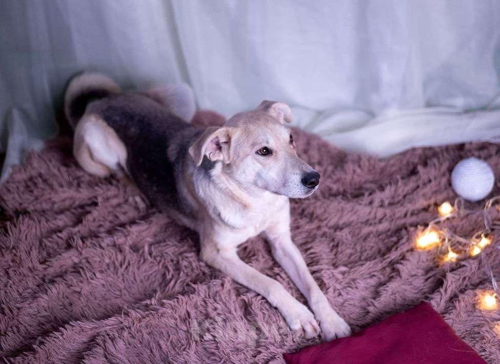 Собаки в других городах Московской области: Барри мальчик Мальчик, Бесплатно - фото 4