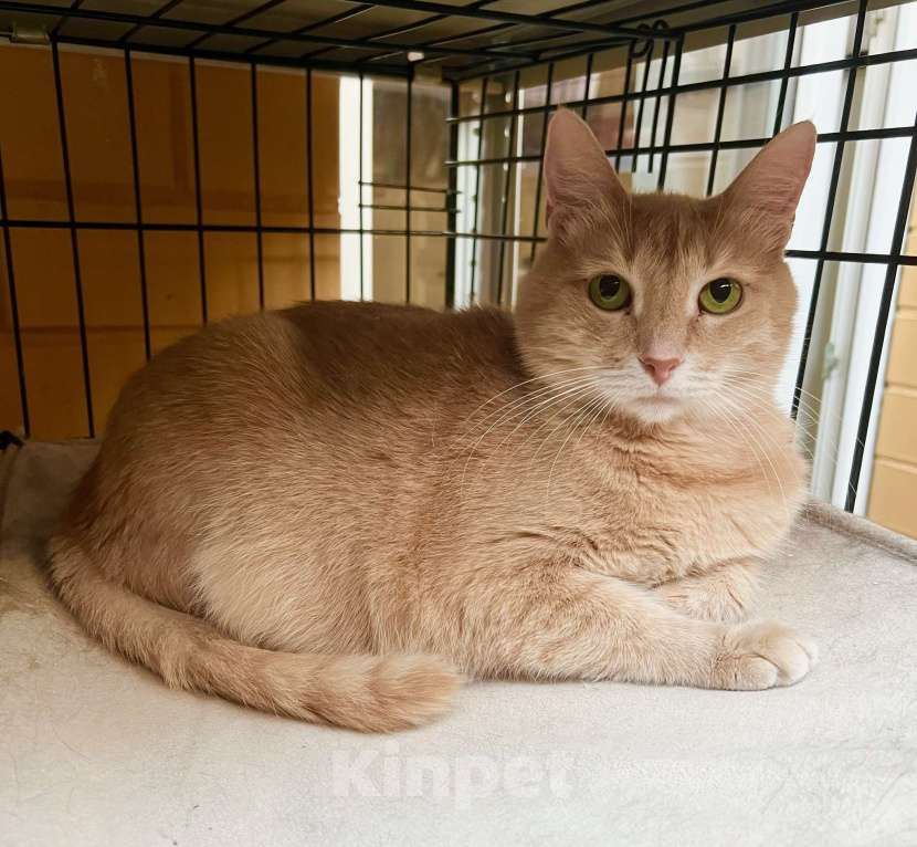 Кошки в Москве: Кошка Злата – удивительно умная золотая девочка в добрые руки Девочка, Бесплатно - фото 7