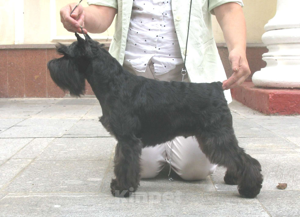 Собаки в Калуге: цвергшнауцер Мальчик, 70 000 руб. - фото 3