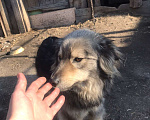 Собаки в Омске: Собака в частный дом Мальчик, 10 руб. - фото 1