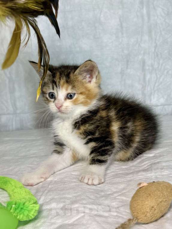 Кошки в Санкт-Петербурге: Котенок 1 месяц Лив Девочка, Бесплатно - фото 5