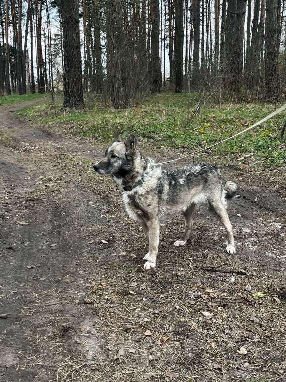 Собаки в Брянске: Линда Девочка, Бесплатно - фото 4
