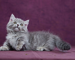 Кошки в Барнауле: Котик Юрий💟 Мальчик, Бесплатно - фото 7