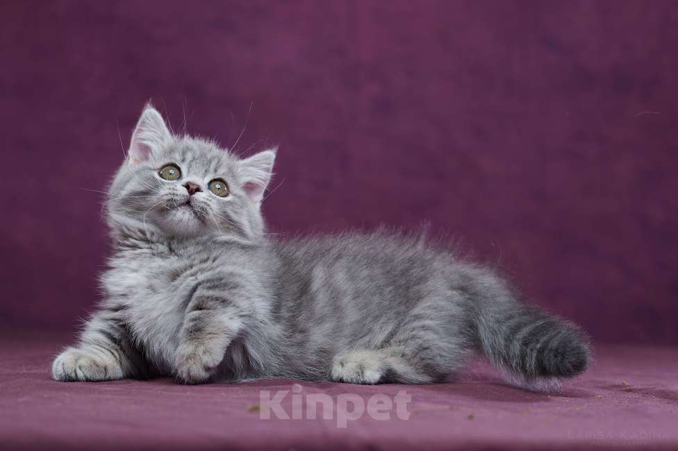 Кошки в Барнауле: Котик Юрий💟 Мальчик, Бесплатно - фото 7