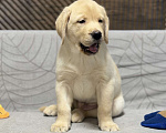 Собаки в других городах Московской области: Щенок лабрадора Мальчик, 80 000 руб. - фото 4