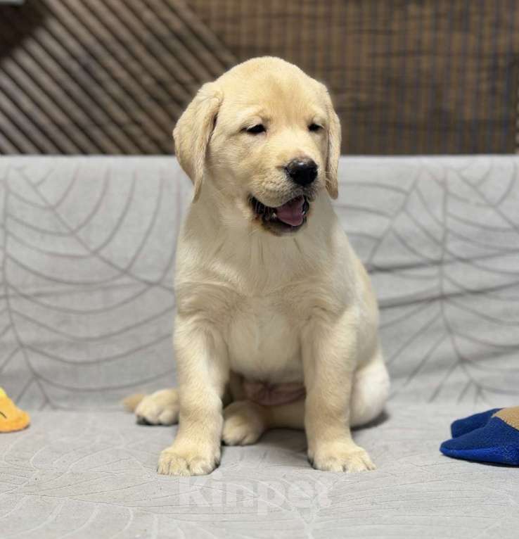 Собаки в других городах Московской области: Щенок лабрадора Мальчик, 80 000 руб. - фото 4