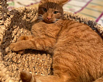 Кошки в Москве: Гарик - рыжий кот в добрые руки Мальчик, 100 руб. - фото 1