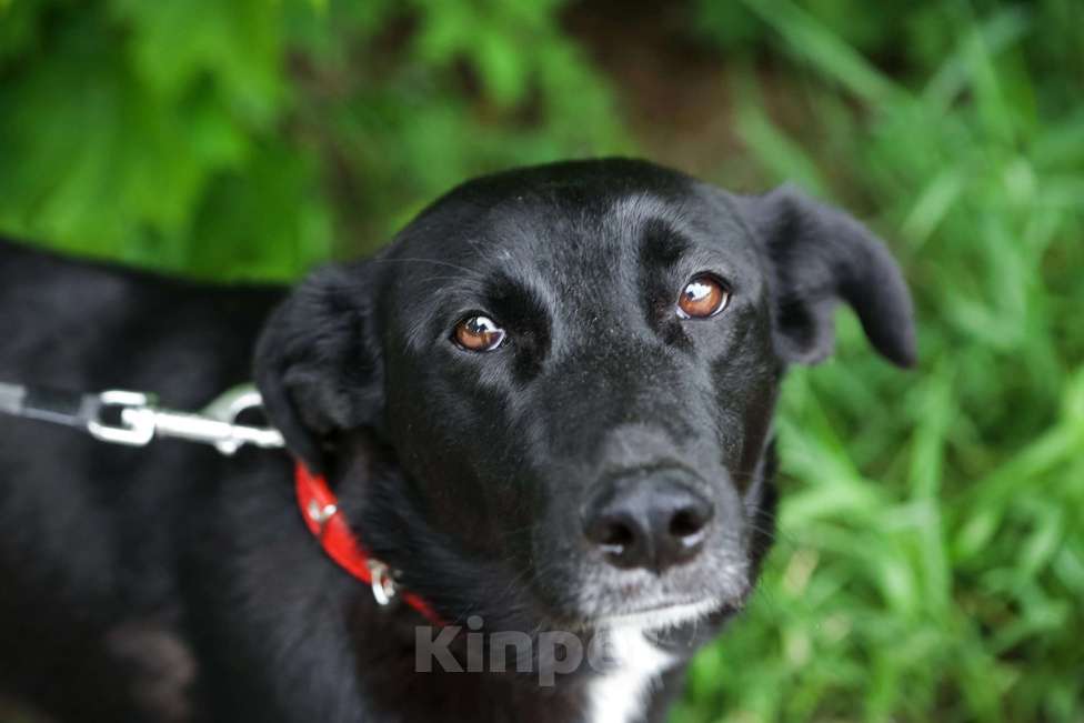 Собаки в Санкт-Петербурге: Отдам собаку бесплатно Девочка, Бесплатно - фото 2
