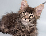 Кошки в других городах Московской области: Очаровательная полидевочка Девочка, 40 000 руб. - фото 4