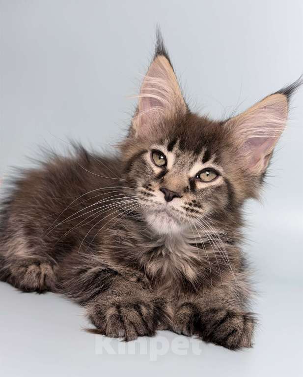 Кошки в других городах Московской области: Очаровательная полидевочка Девочка, 40 000 руб. - фото 4