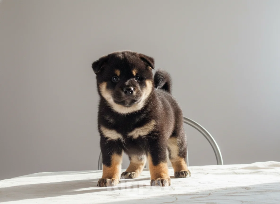 Собаки в других городах Московской области: Щенок мальчик Сиба-Ину (фиолетовый ошейник) Мальчик, 100 000 руб. - фото 1