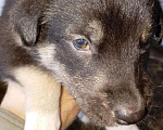 Собаки в Томске: Щенки в дар — 8 пушистых радостей 🐶 Бесплатно в добрые руки! Мальчик, Бесплатно - фото 3