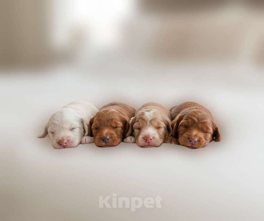 Собаки в Москве: Мальтипу F1 премиум микро тедди Корея РАННЕЕ БРОНИРОВАНИЕ Мальчик, 50 000 руб. - фото 1