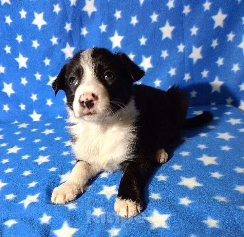 Собаки в Москве: Бордер Колли щенок Мальчик, 70 000 руб. - фото 2