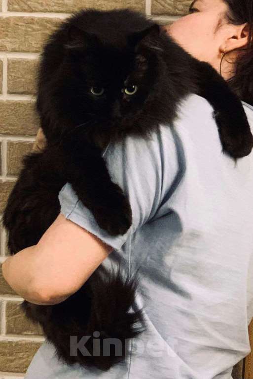 Кошки в Королеве: Бегемотя в добрые руки Мальчик, Бесплатно - фото 4