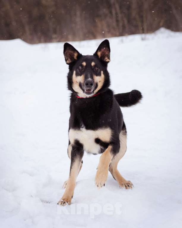 Собаки в Москве: Агата ищет свой дом Девочка, Бесплатно - фото 7
